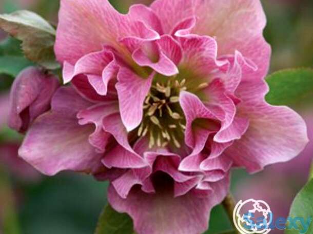 Морозник махровый эллен пинк, фотография 1