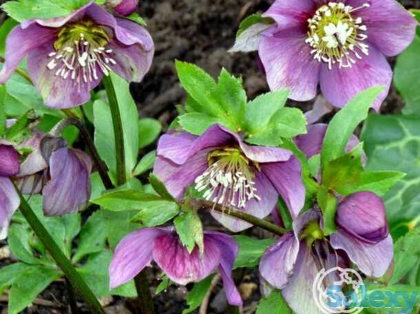 Морозник эрли пепл, фотография 1