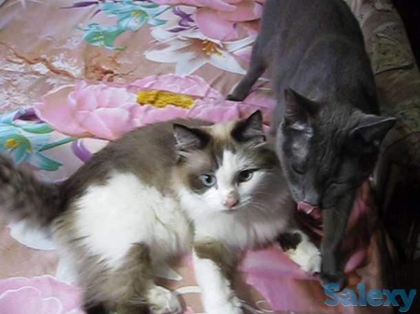 !!! Нужно спасать котов !!!, фотография 6