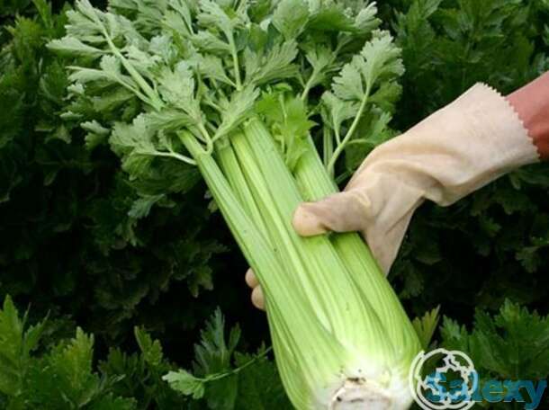 Семена Сельдерей Жених черешковый, фотография 1