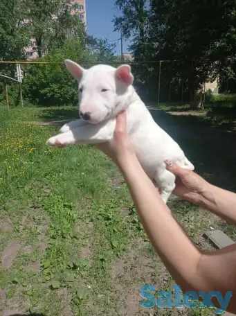 Миниатюрный бультерьер, фотография 4