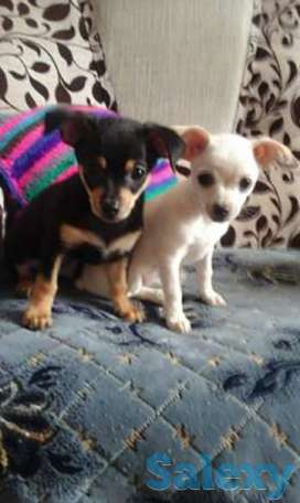 Продаются щенки карликового пинчера, фотография 1
