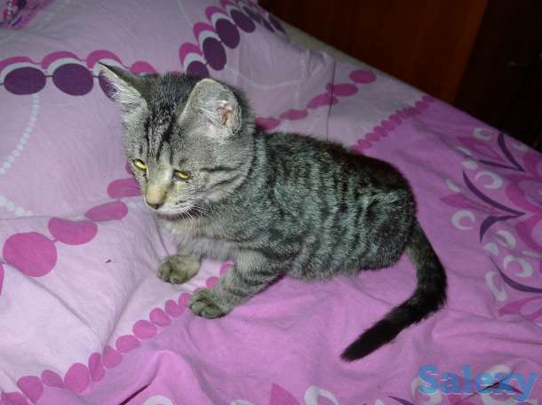 Отдам в добрые руки 2,5 месячного серого тигрового котёнка, девочку., фотография 5