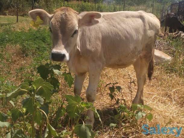 Продам телят, фотография 2