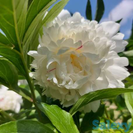 Пионы букеты Пионы с сада, фотография 2