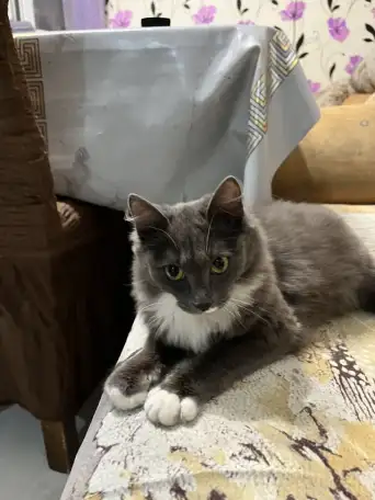 Отдам в добрые руки кошечку подростка , ласковая и нежная, Дымка . Отдаю в связи с переездом, фотография 1