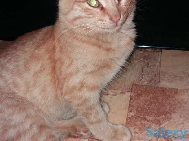 Отдам хотят в добрые руки, фотография 1