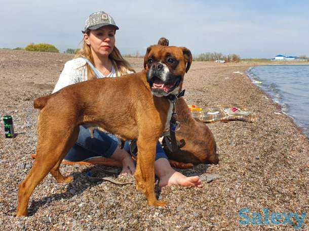 Продаются чистокровные щенки немецкого боксера, фотография 4