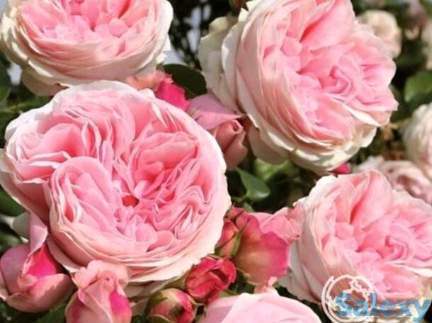 Роза жардина плетистая, топалович, фотография 1