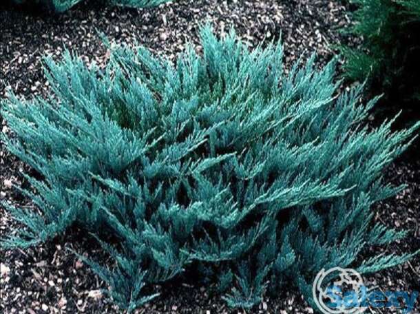 Можжевельник горизон. блу чип, фотография 1