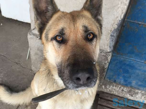 Дети подросли кушают сами звоните выбирайте уже можно!!!, фотография 5