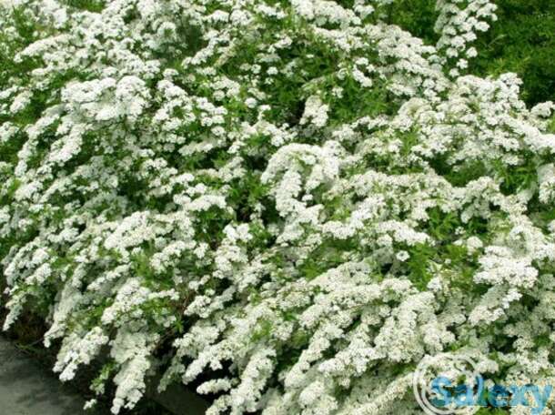 Спирея грефшейм.., фотография 1