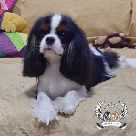 Профессиональный питомник ANGEL MECHTY., фотография 18