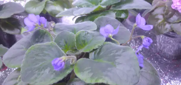 Продам цветы дешево, фотография 17