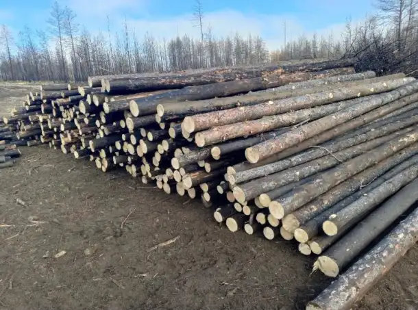Пиломатериалы, доски, жерди, подтоварник, рудничная стойка оптом, фотография 2