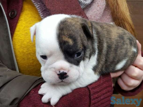 Мальчик рыженький и беленький, фотография 1