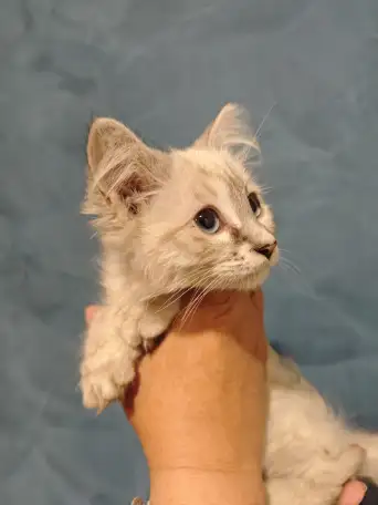 Отдам прекрасных котят в хорошие руки, фотография 7