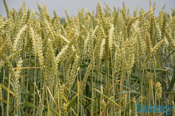 пшеница  оптом  от  5000тонн., фотография 8