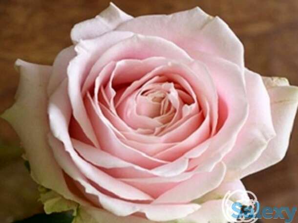 Роза свит аваланш чайно-гибридная, топалович, фотография 1