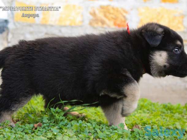 Щенки Восточноевропейской овчарки, фотография 10