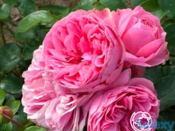 Роза Леонардо да Винчи флорибунда, фотография 1