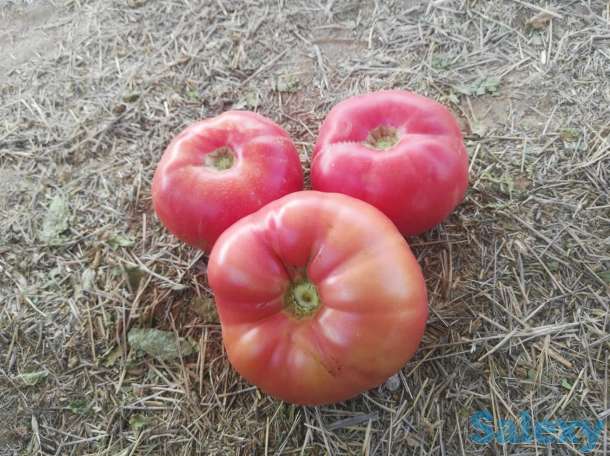 Семена розовых томатов помидор Pink Matador, фотография 4