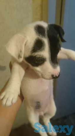 Отличные девочки джек расселов с полным пакетом документов, фотография 1