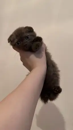 Шотландский шоколадный котёнок, 3 мес, мальчик, фотография 2