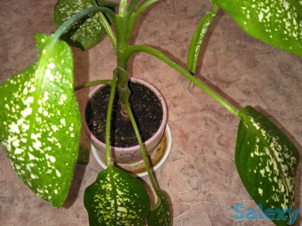 Дифенбахия, фотография 1