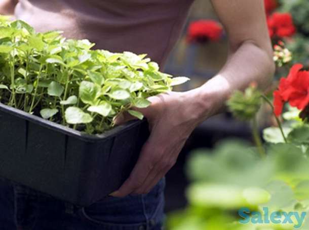 Устройство цветников, фотография 1