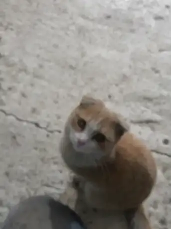 в добрые руки, фотография 1