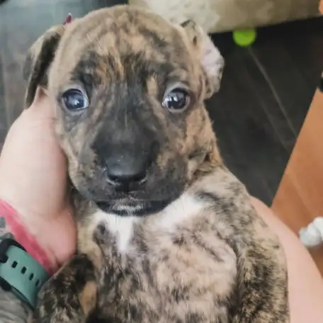 Щенки ПИТСТАФФ остались девочки, фотография 4