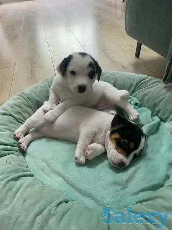 Продаются милые щенки ДжекРассел терьера, фотография 7