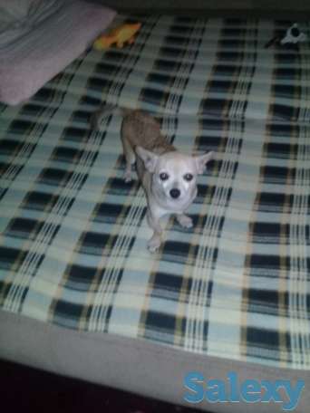 Пропала собака, фотография 1