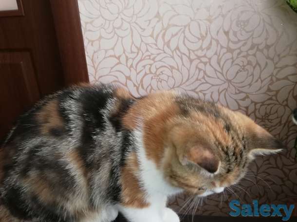 Котенок девочка экзоточка, фотография 5