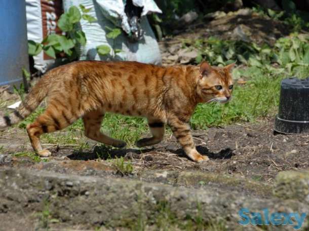 Египетская Мау - ведется запись на котят, фотография 1