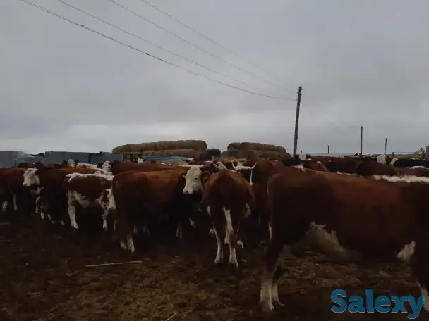 Продам крестьянское хозяйство в 100 км от Уральска, фотография 2