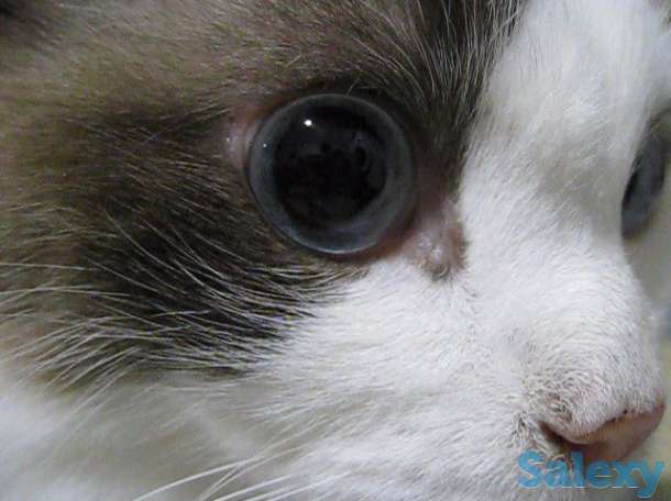 Кот породы Рэгдоллы, фотография 7