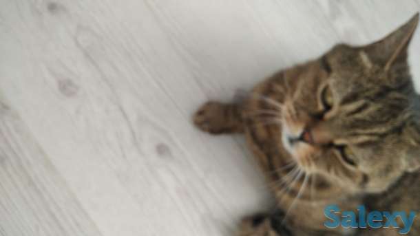 Отдам британца, фотография 5