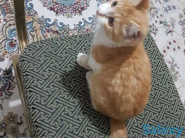 Подарю котенка львенка, фотография 2