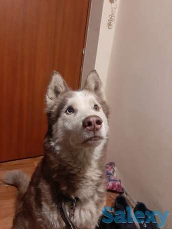 Хаски, фотография 1