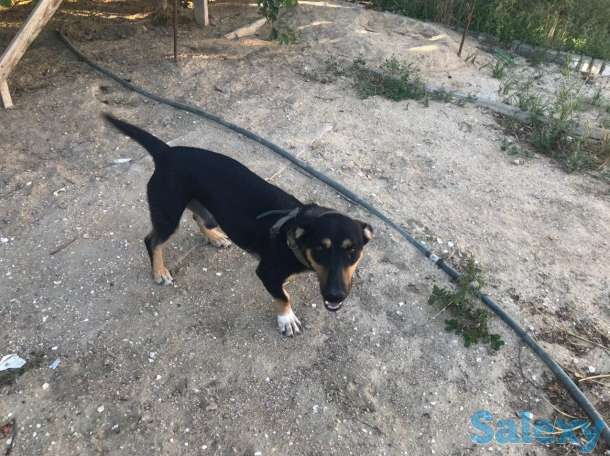 Отдам в добрые руки собак, фотография 1