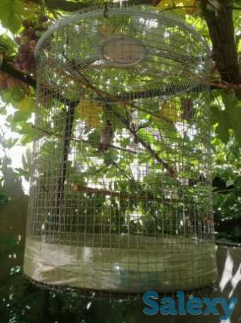 Щегол, фотография 1