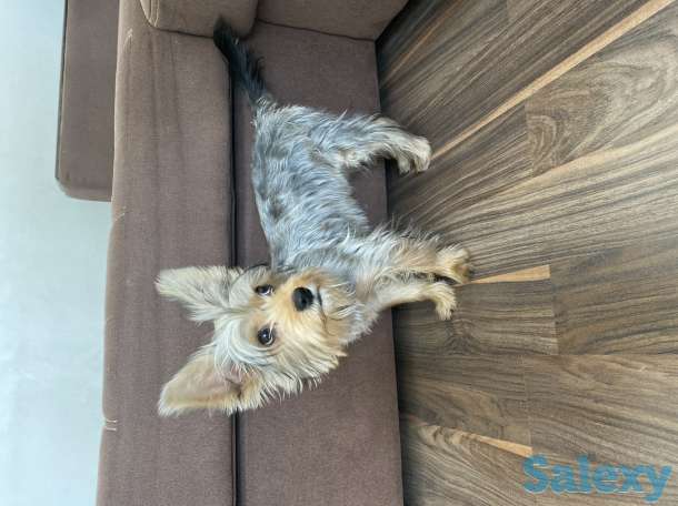 Щенок йоркширского терьера, фотография 1