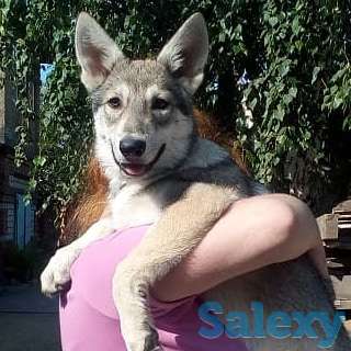 Щенки собаки Сарлоса (Saarloos Wolfdogs), фотография 9
