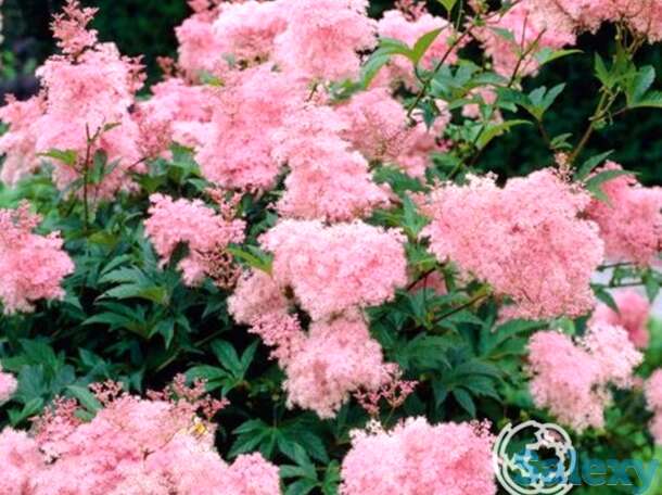 Лабазник (таволга) Венуста, фотография 1