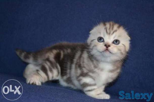 Фолдушка, фотография 1