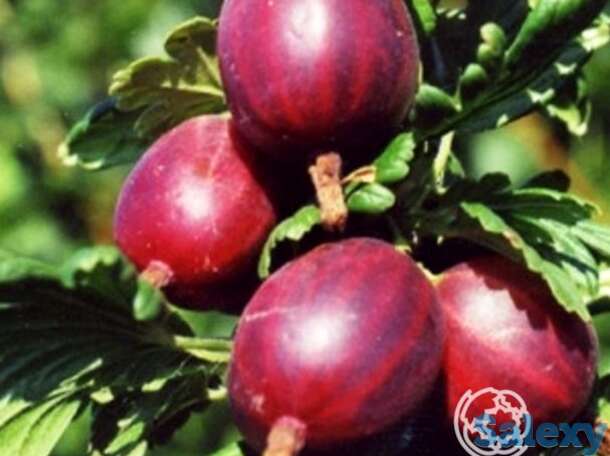 Крыжовник Маяк, фотография 1