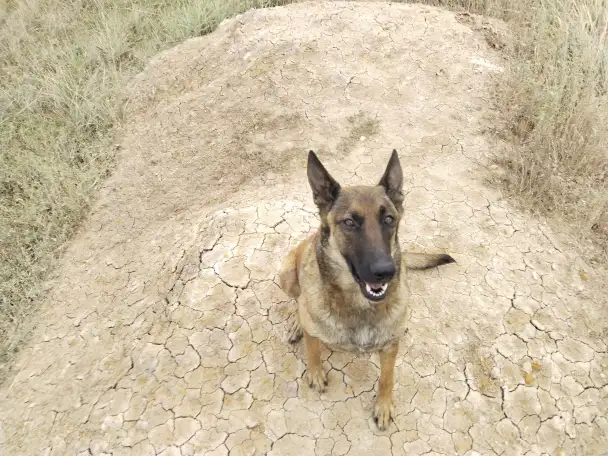 Щенки бельгийской овчарки, фотография 1