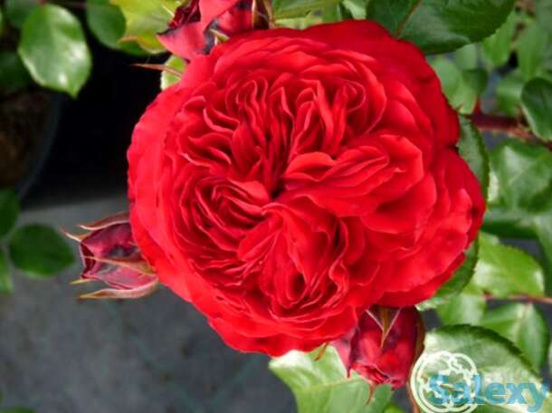 Роза ред леонардо да винчи, мейян, фотография 1